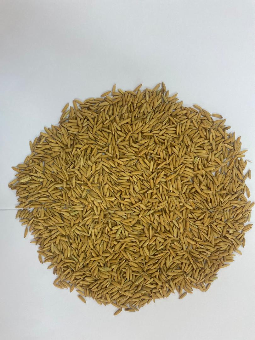 Offre de semence de Riz: IR 841